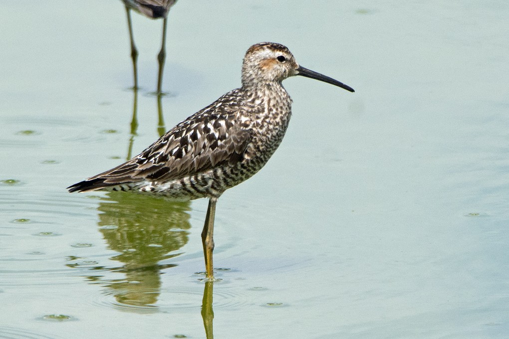 Stilt Sandpiper - Clive Keen