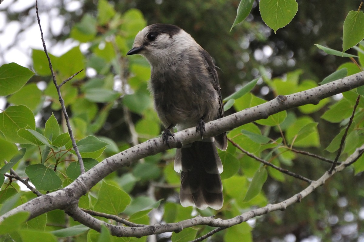 Canada Jay - Paul Beaulieu