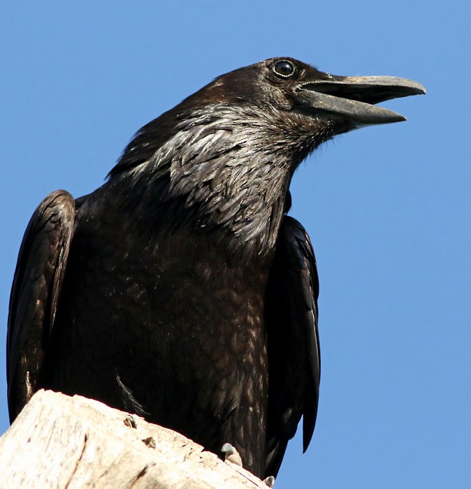 Common Raven - ML167341151