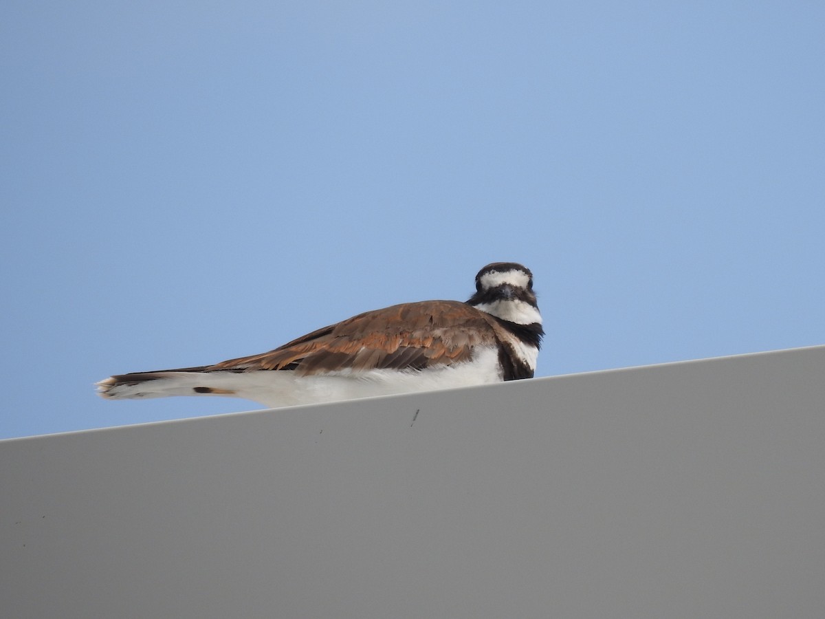 Killdeer - ML167342431