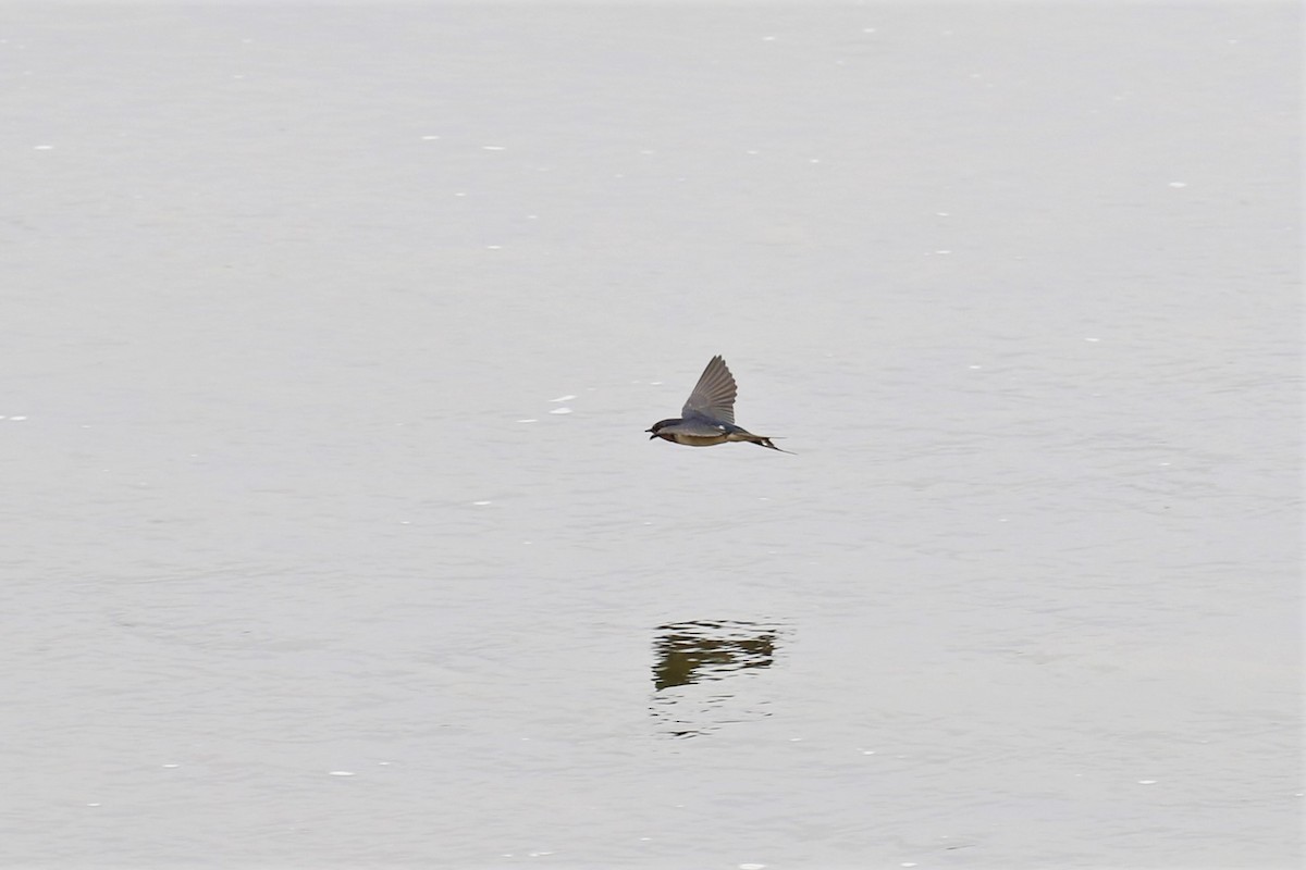 Barn Swallow - ML167344431