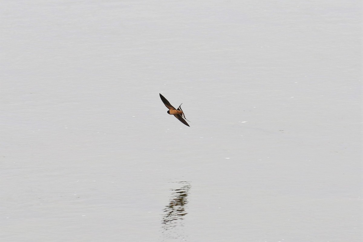 Barn Swallow - ML167344451