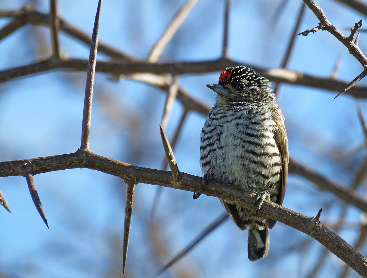 White-barred Piculet - Adrian Antunez