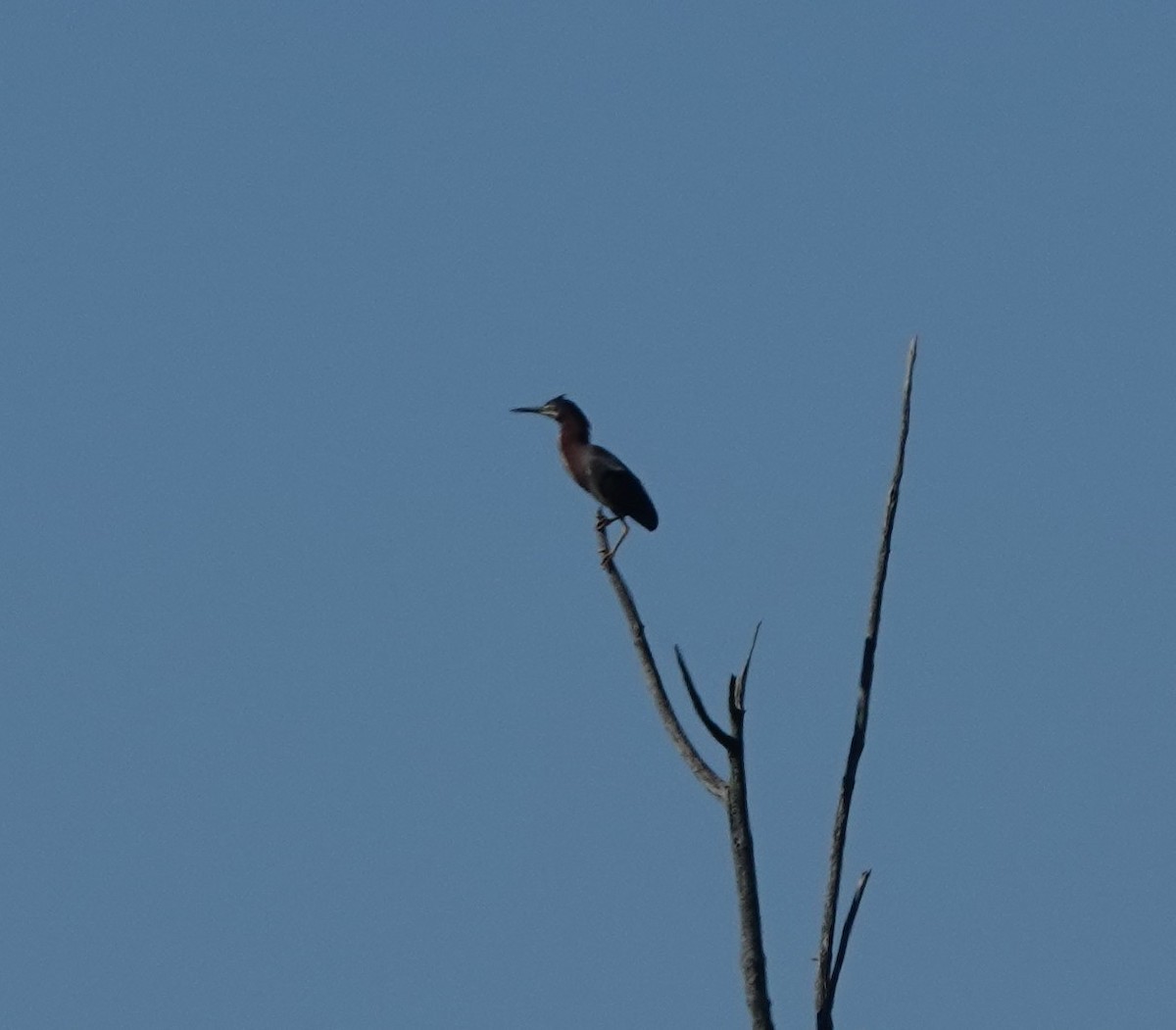 Green Heron - Daniel Ouellette