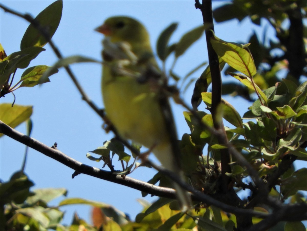 tanımsız Acanthis/Spinus sp. - ML167349451