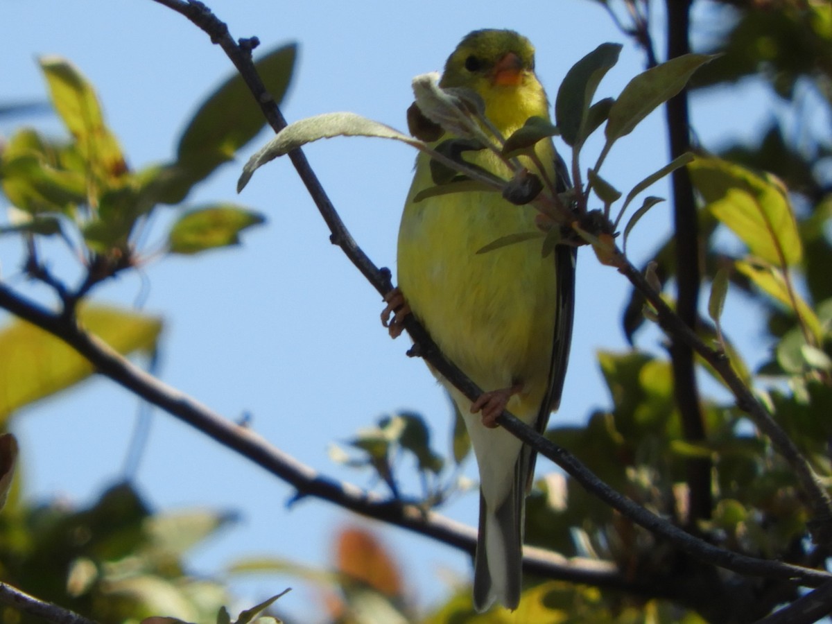 tanımsız Acanthis/Spinus sp. - ML167349581