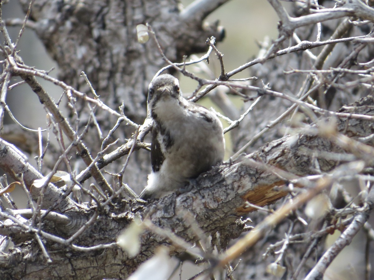 Hairy Woodpecker - ML167349871
