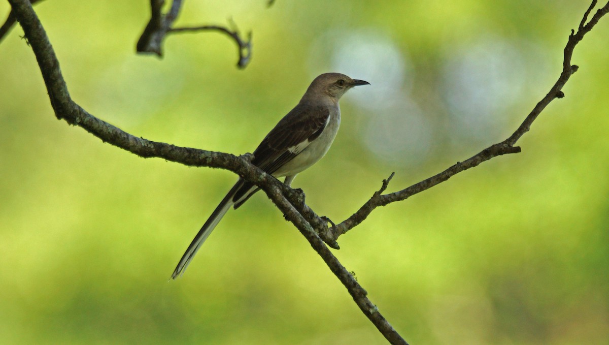 Northern Mockingbird - ML167350491