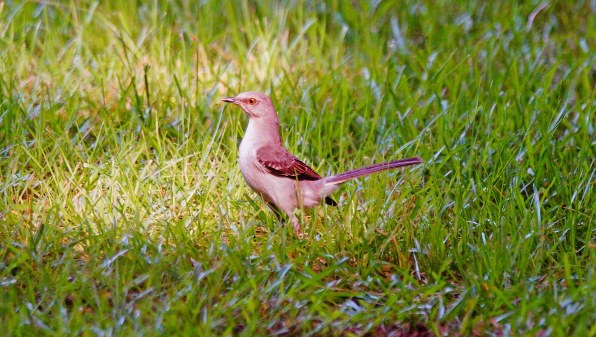 Northern Mockingbird - ML167350511