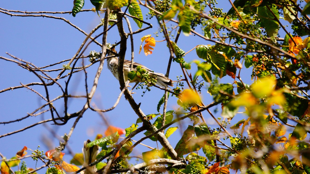 Northern Mockingbird - ML167350541