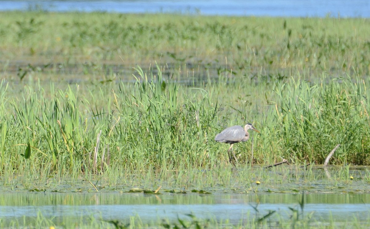 Great Blue Heron - ML167351891