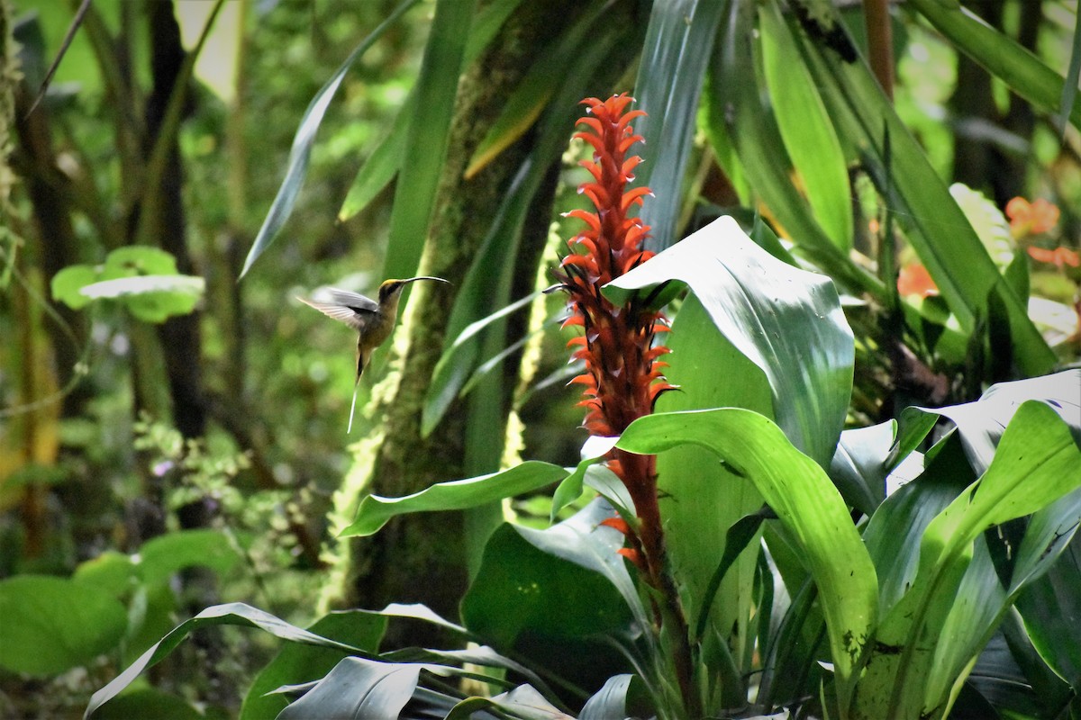 Tawny-bellied Hermit - ML167352511