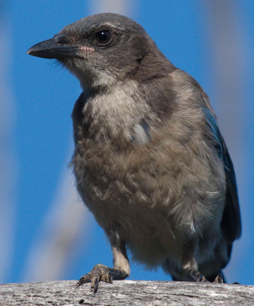 California Scrub-Jay - ML167352751