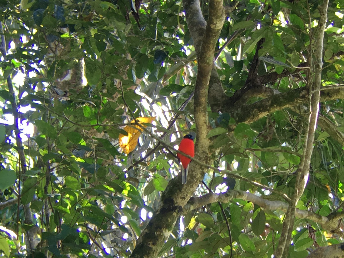 Scarlet-rumped Trogon - ML167353791