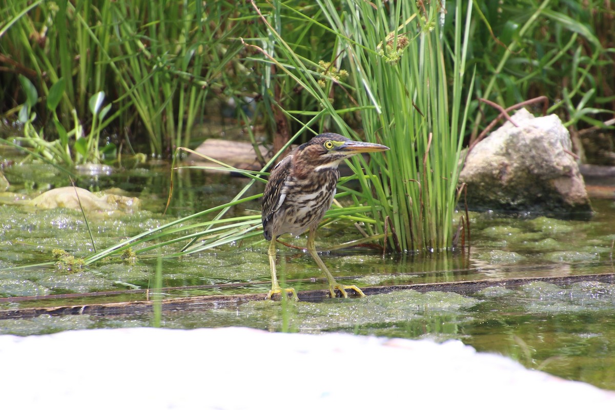 Green Heron - ML167354991