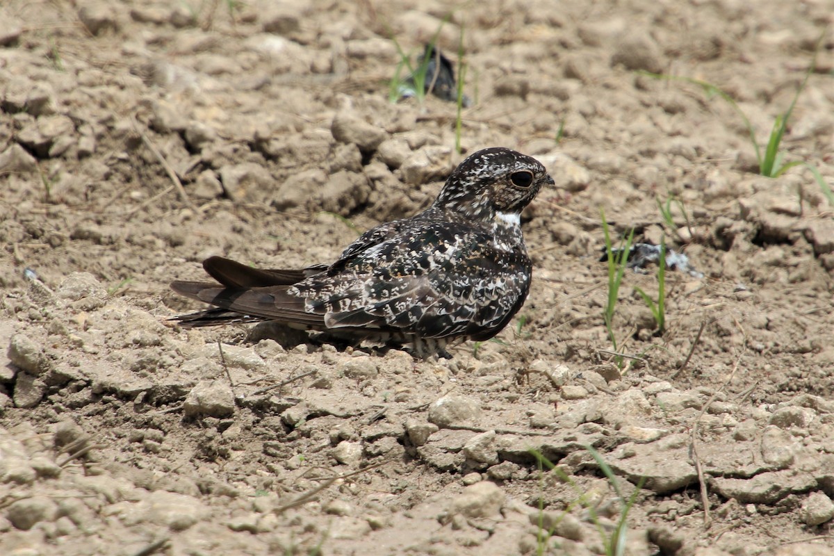 Falkennachtschwalbe - ML167355021