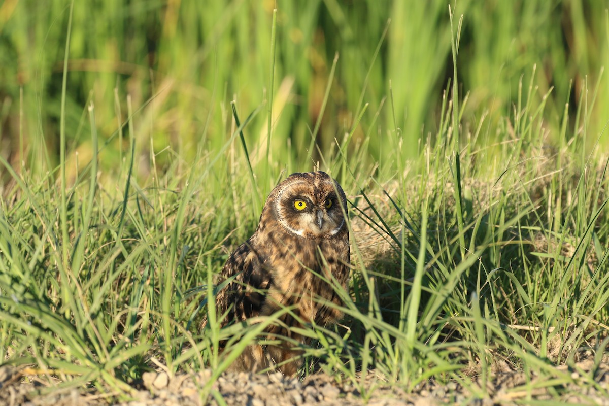 Short-eared Owl - David Lambeth