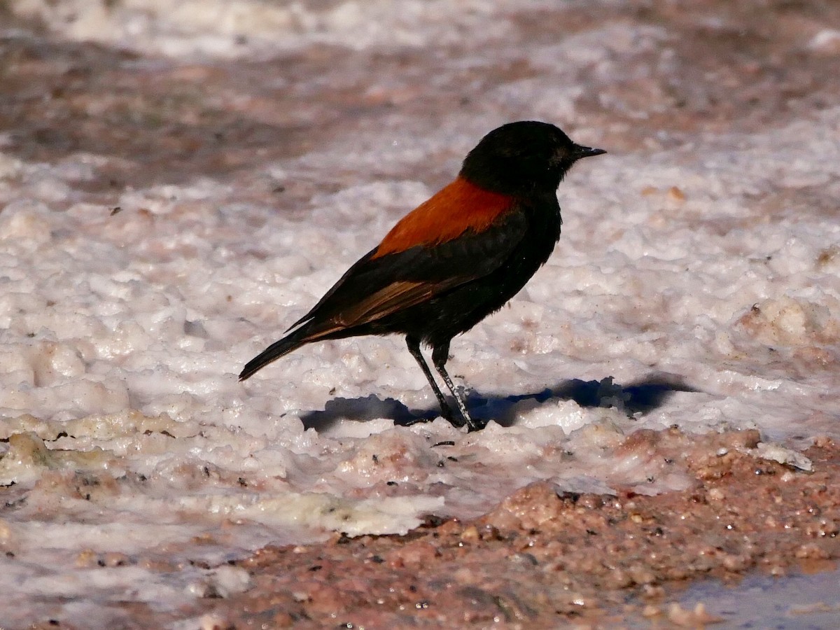 Andean Negrito - ML167355631