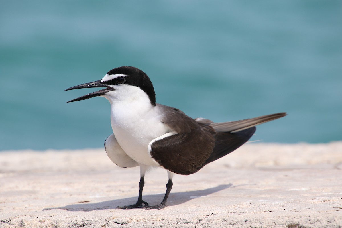 Bridled Tern - John Groskopf