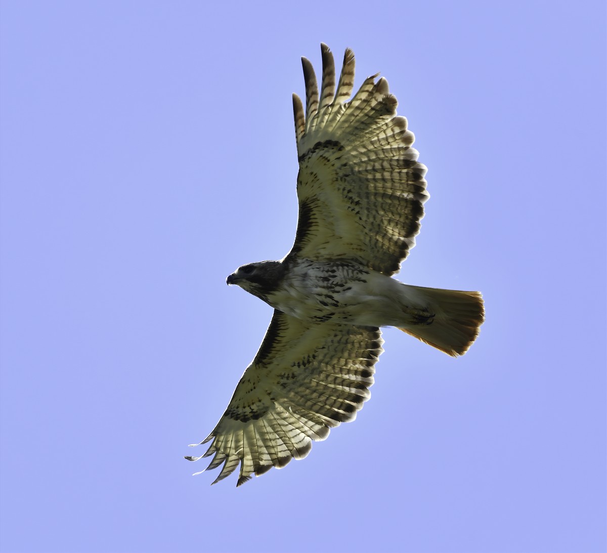 Red-tailed Hawk - ML167358251