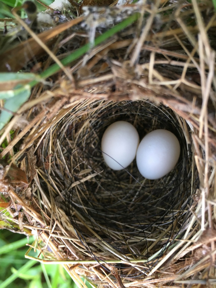 Indigo Bunting - Phil Lehman