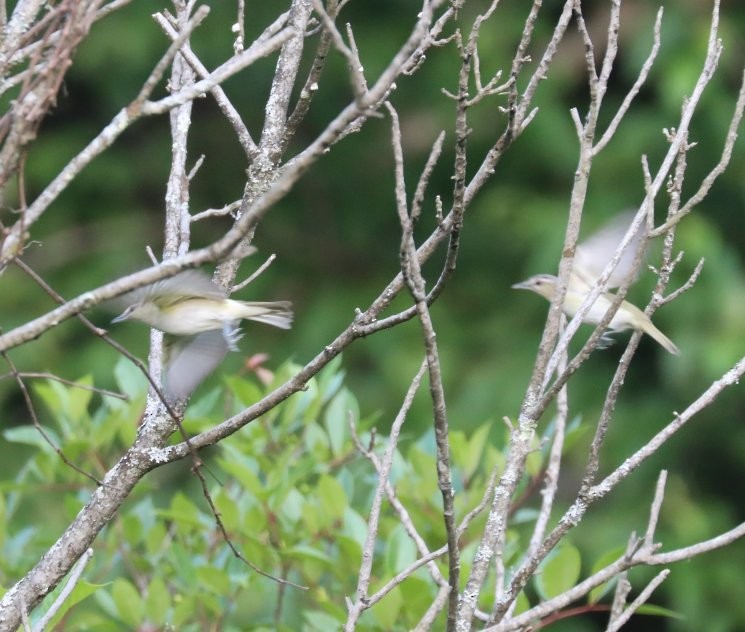 Rotaugenvireo - ML167364231