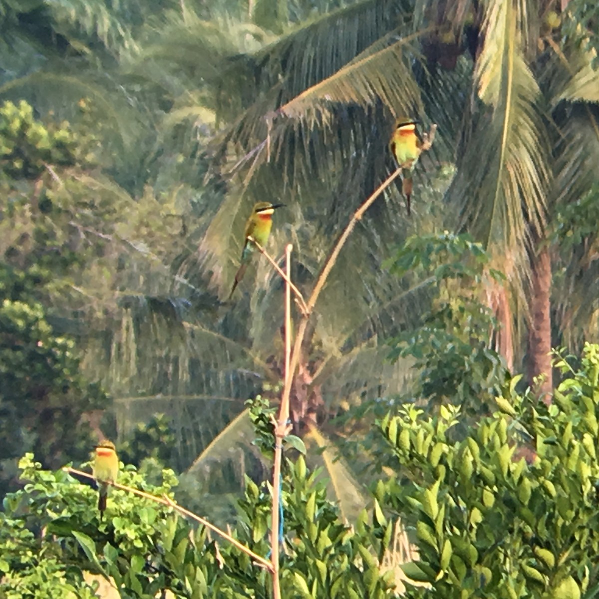 Blue-tailed Bee-eater - ML167364391