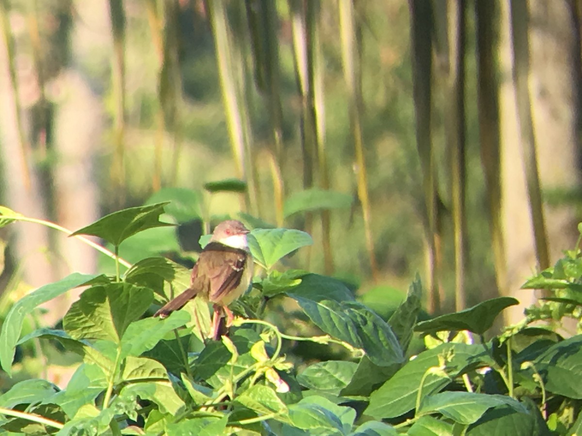 Bar-winged Prinia - ML167364571