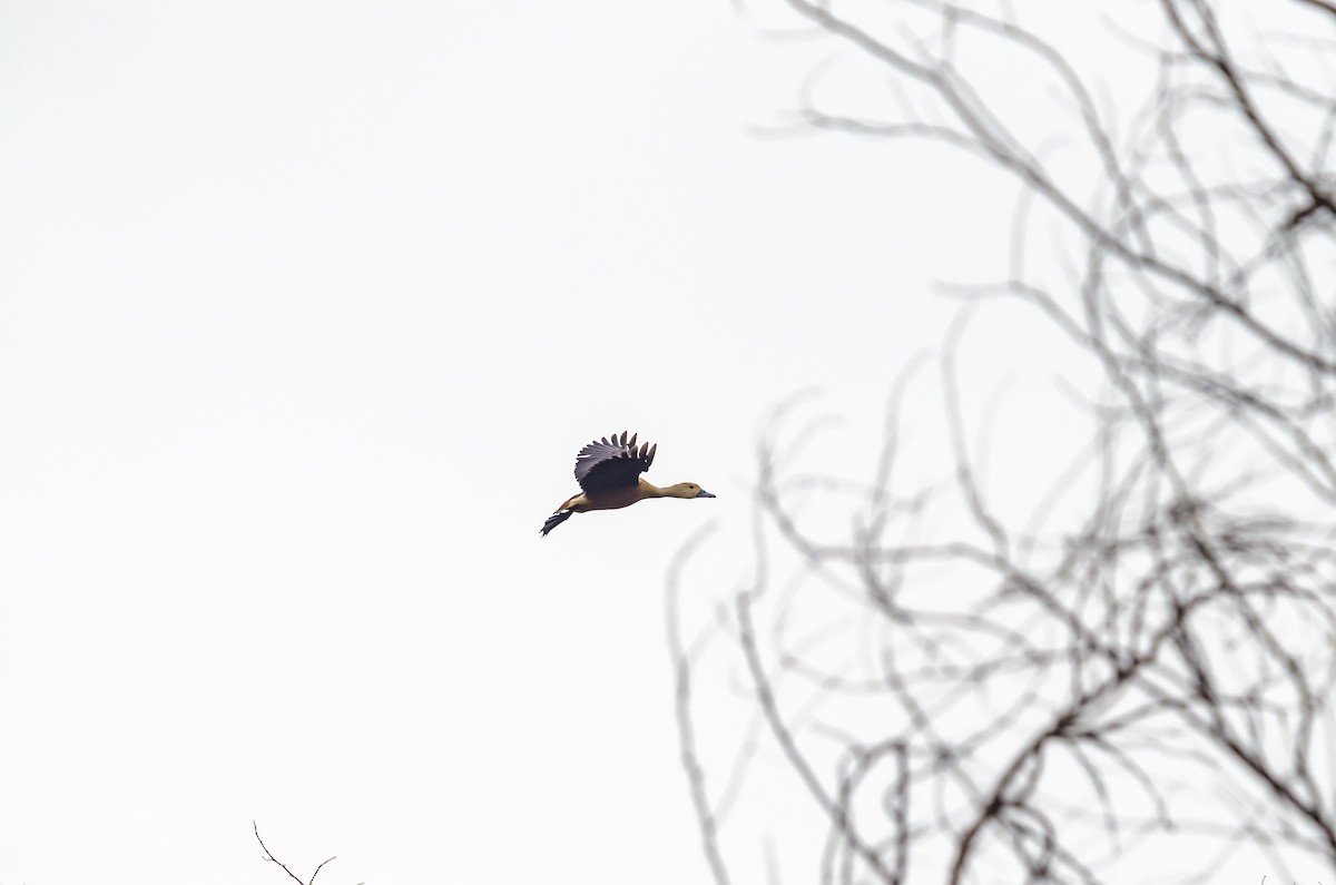 Dendrocygne siffleur - ML167365871