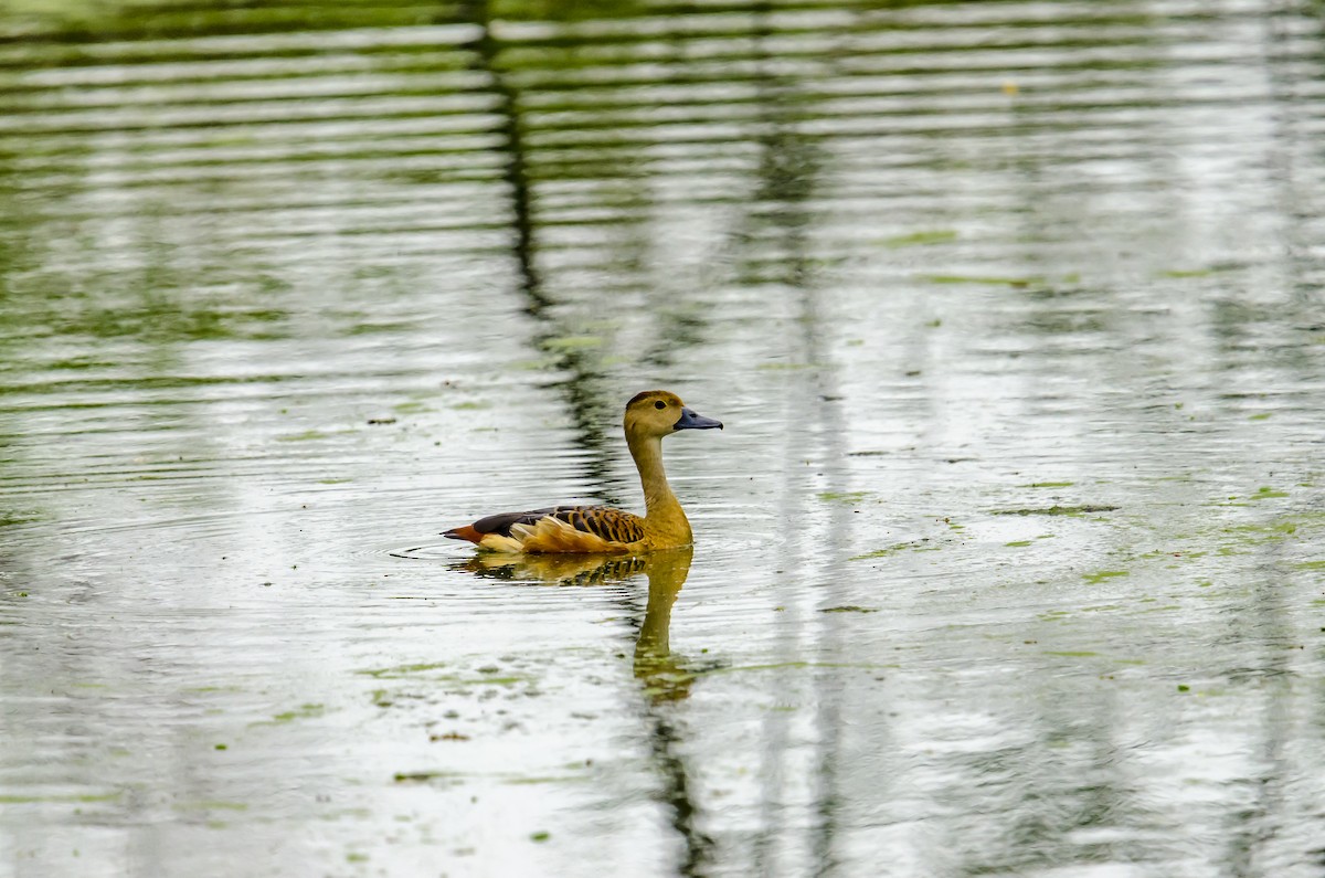 Dendrocygne siffleur - ML167366081