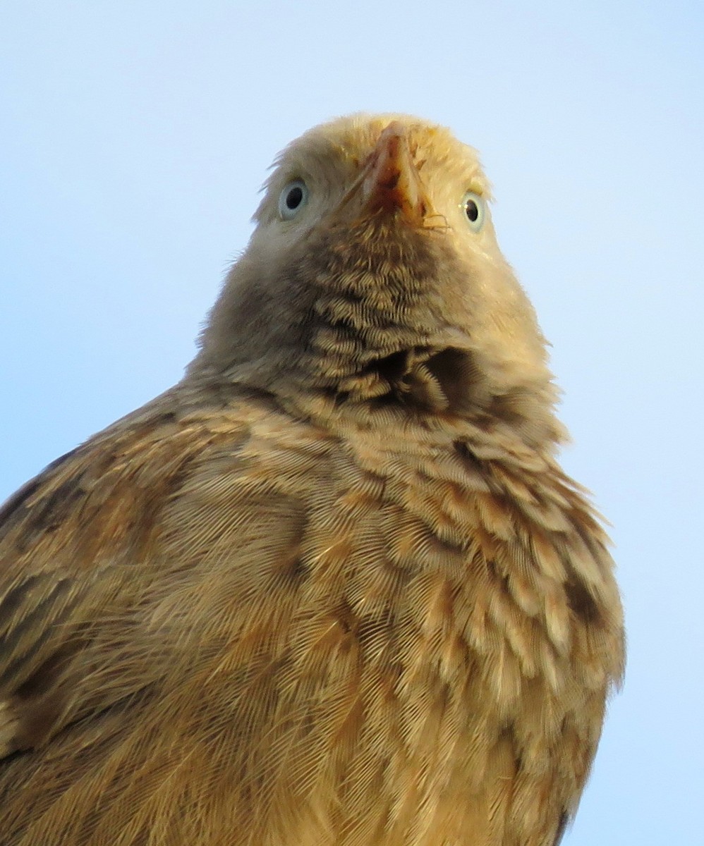 Yellow-billed Babbler - ML167366461