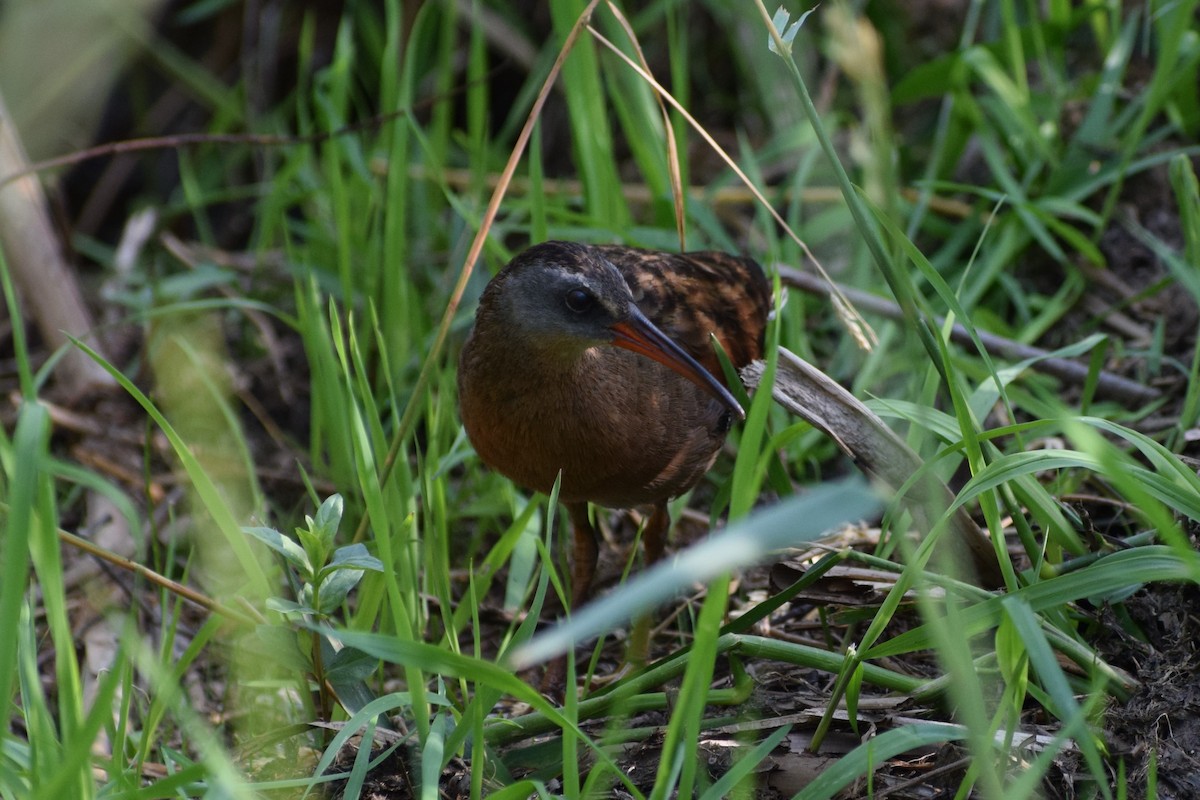 Virginia Rail - Mike Norton