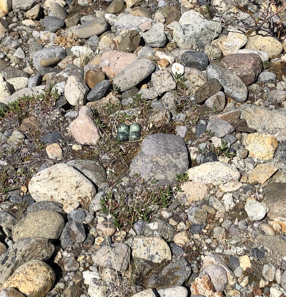 Wandering Tattler - ML167367101