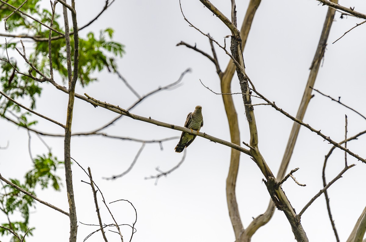 Common Cuckoo - Ayaz Mansuri