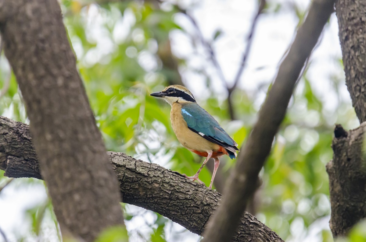 Indian Pitta - Ayaz Mansuri