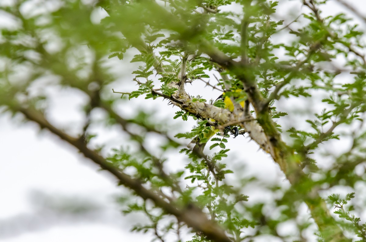 White-tailed Iora - ML167368701