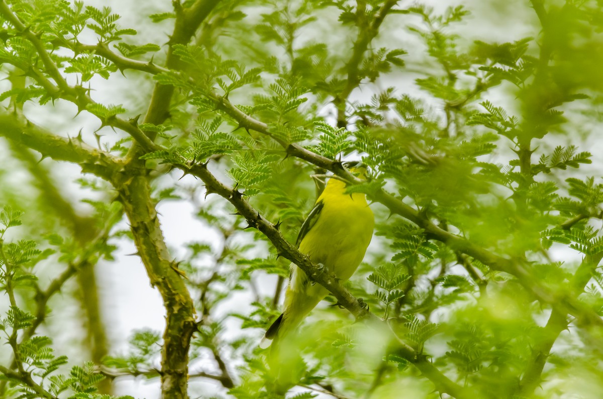 White-tailed Iora - ML167368961