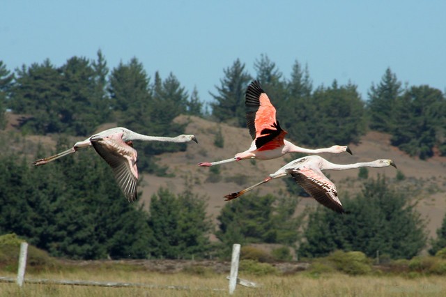 Chilean Flamingo - ML167369091