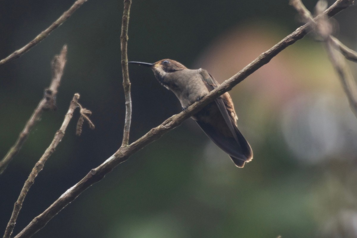 Brown Violetear - Jan Cubilla