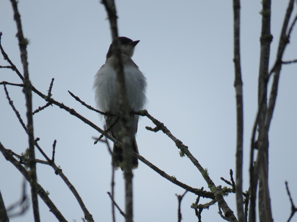 Eastern Kingbird - ML167370561