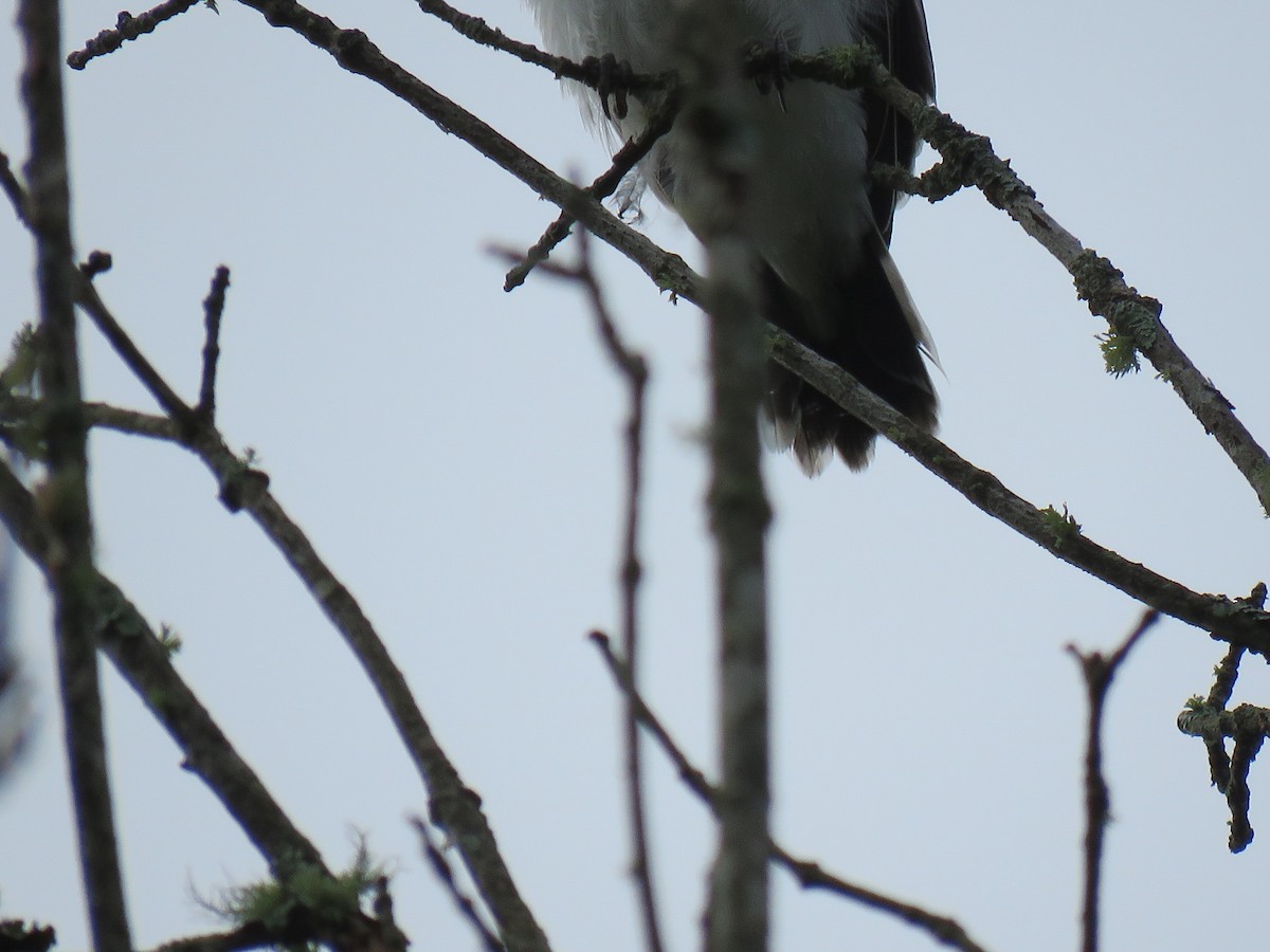 Eastern Kingbird - ML167370571