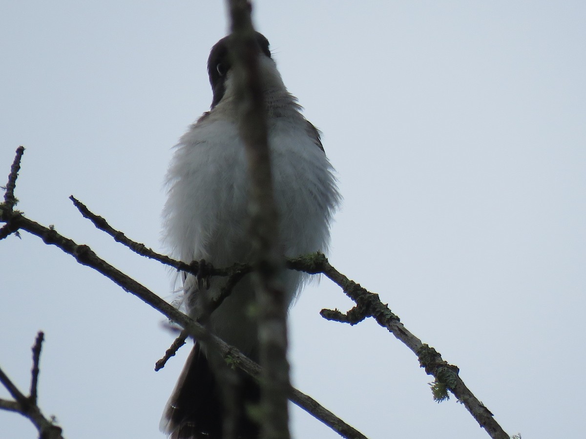 Eastern Kingbird - ML167370591