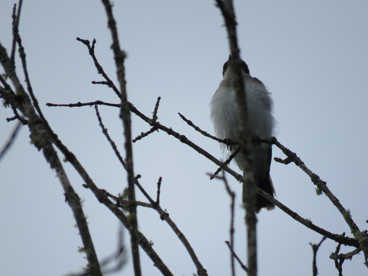 Eastern Kingbird - ML167370611