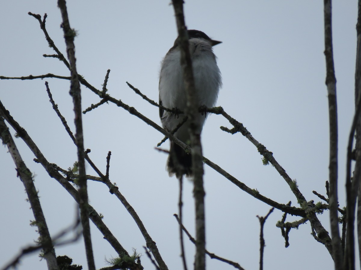 Eastern Kingbird - ML167370621