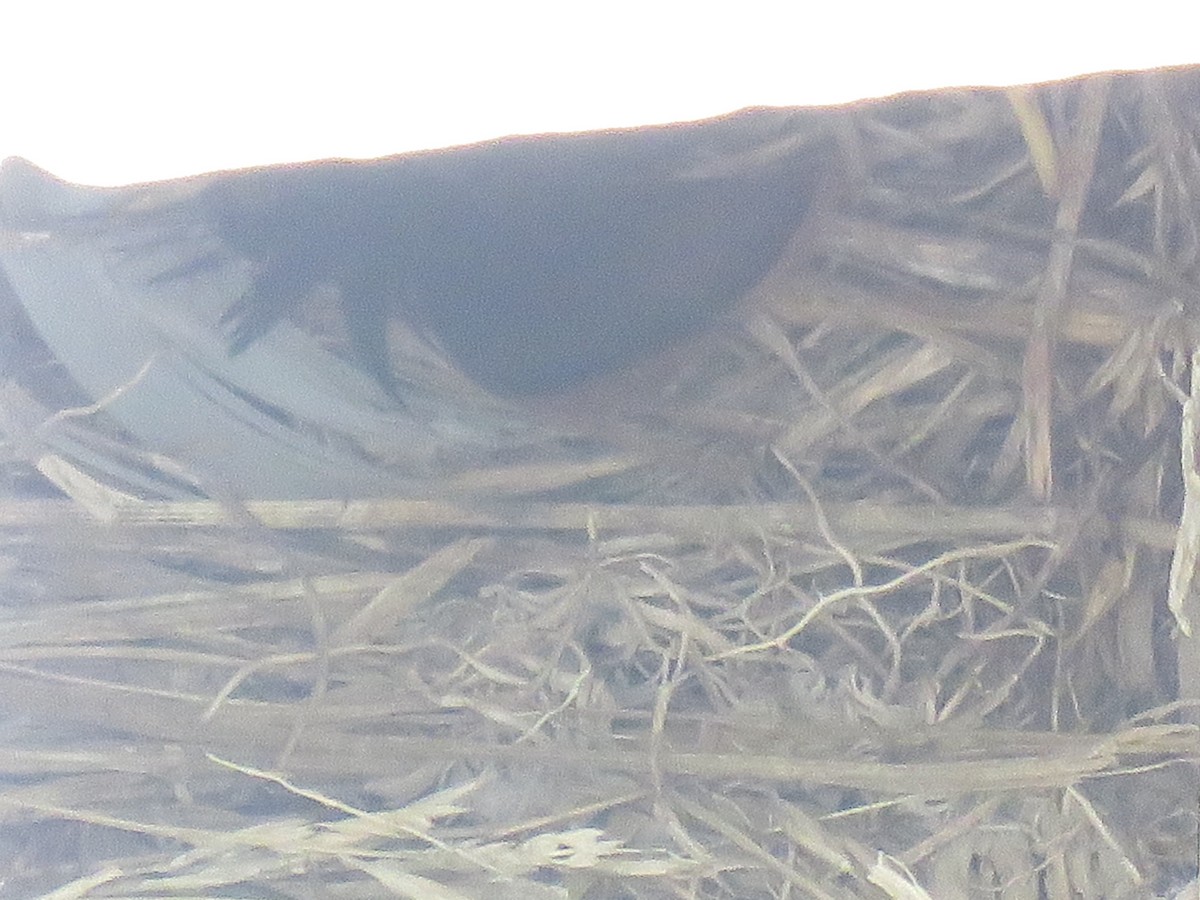 Tree Swallow - ML167371041