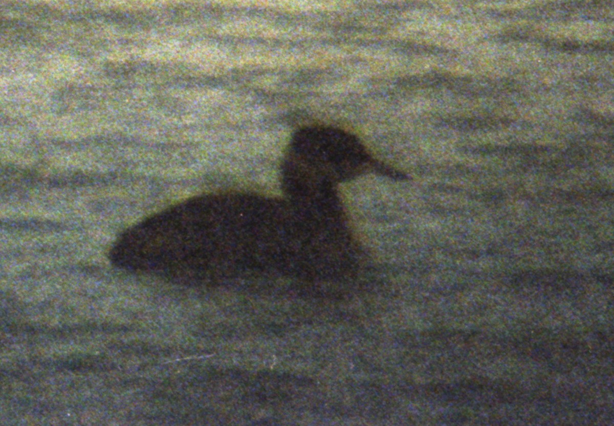 Red-necked Grebe - ML167371741