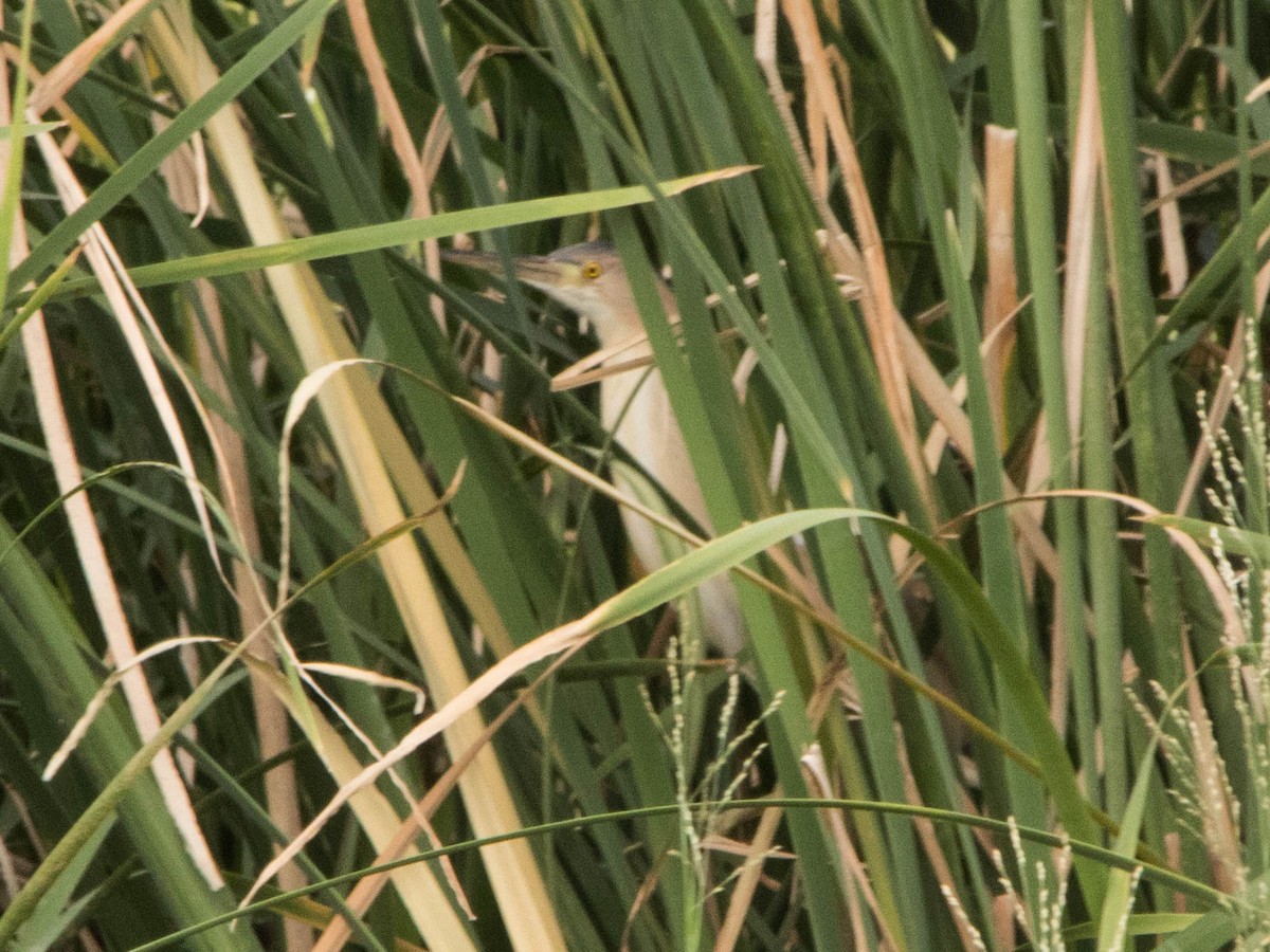 Yellow Bittern - dhanapal kondasamy