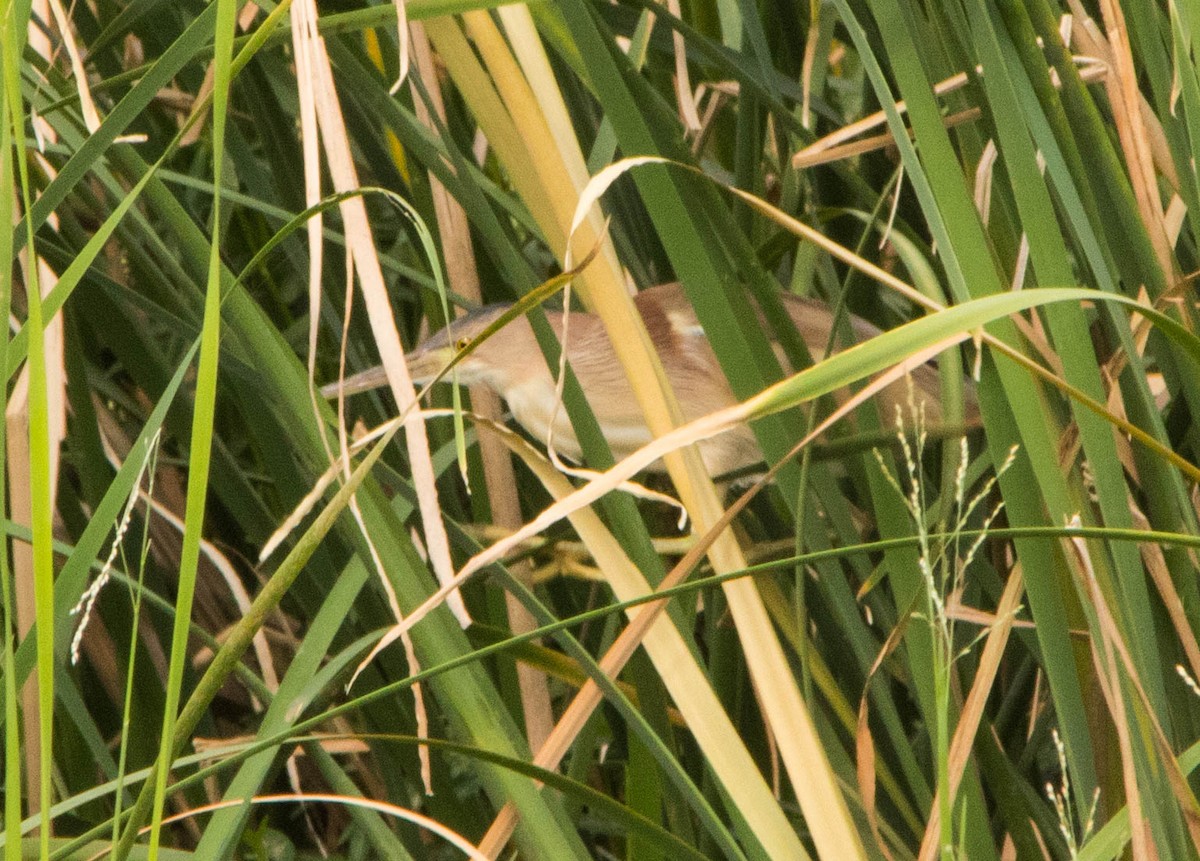 Yellow Bittern - dhanapal kondasamy