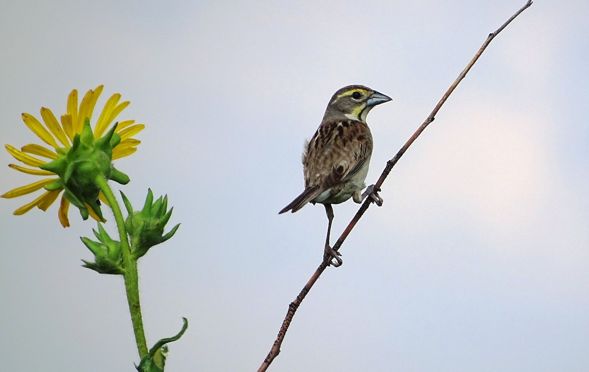Dickcissel - Peter  Dy-Liacco