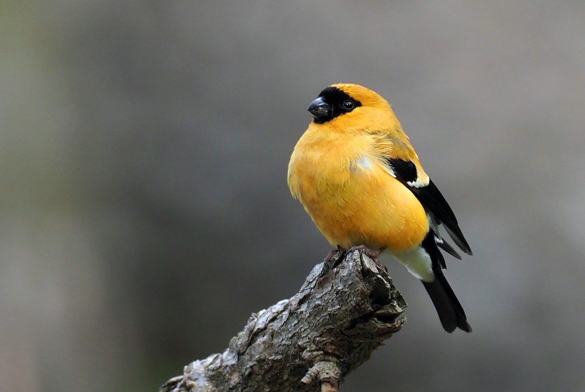Orange Bullfinch - Andrew Spencer